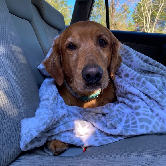 Meet your Posher, Addie - Picture 2 of 4